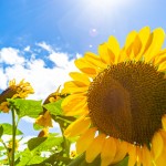 かゆみ、べたつき、髪のぱさつき…頭皮トラブルを防いで、夏に負けない美髪づくり